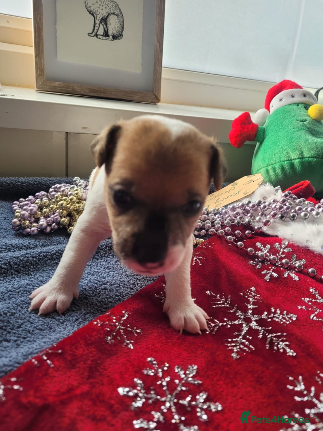 Parson Russell dogs for sale: Parsons terrier 3 boys 1 girl - Advert 4