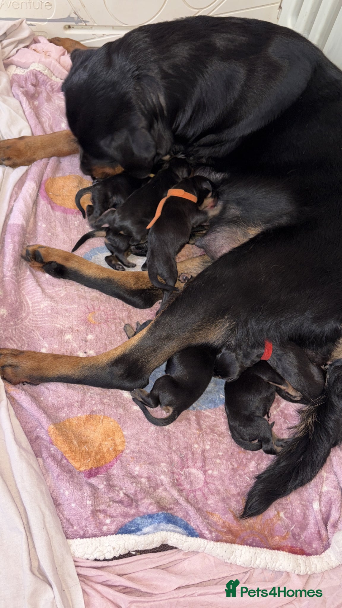 Rottweiler dogs Rottweiler puppies looking for forever homes  - Advert 1