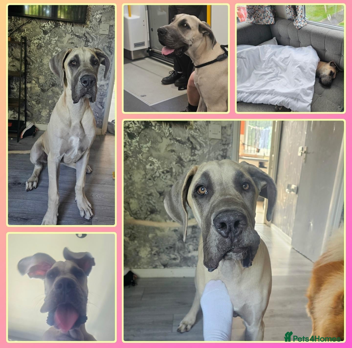 Great Dane dogs for sale: Male blue fawn  - Advert 2