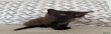 Domestic Shorthair 1