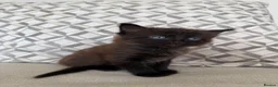Domestic Shorthair cats for sale: Male Kittens Ready In TWO WEEKS - Advert 13