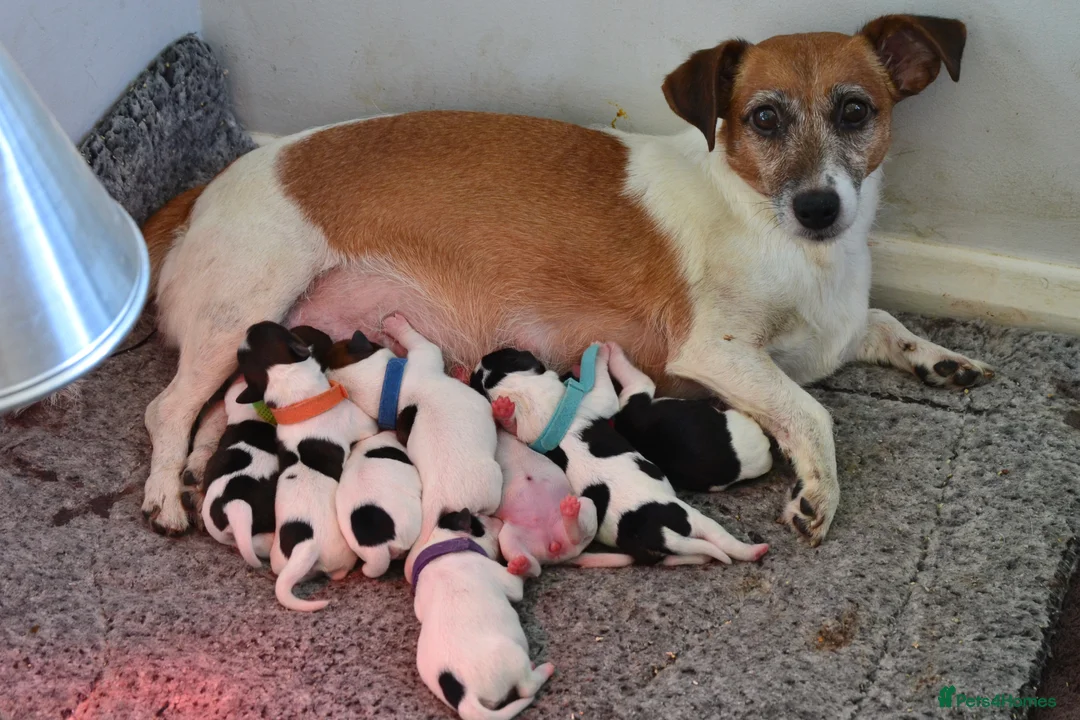 Jack Russell dogs for sale: Traditional Jack Russell  - Advert 1