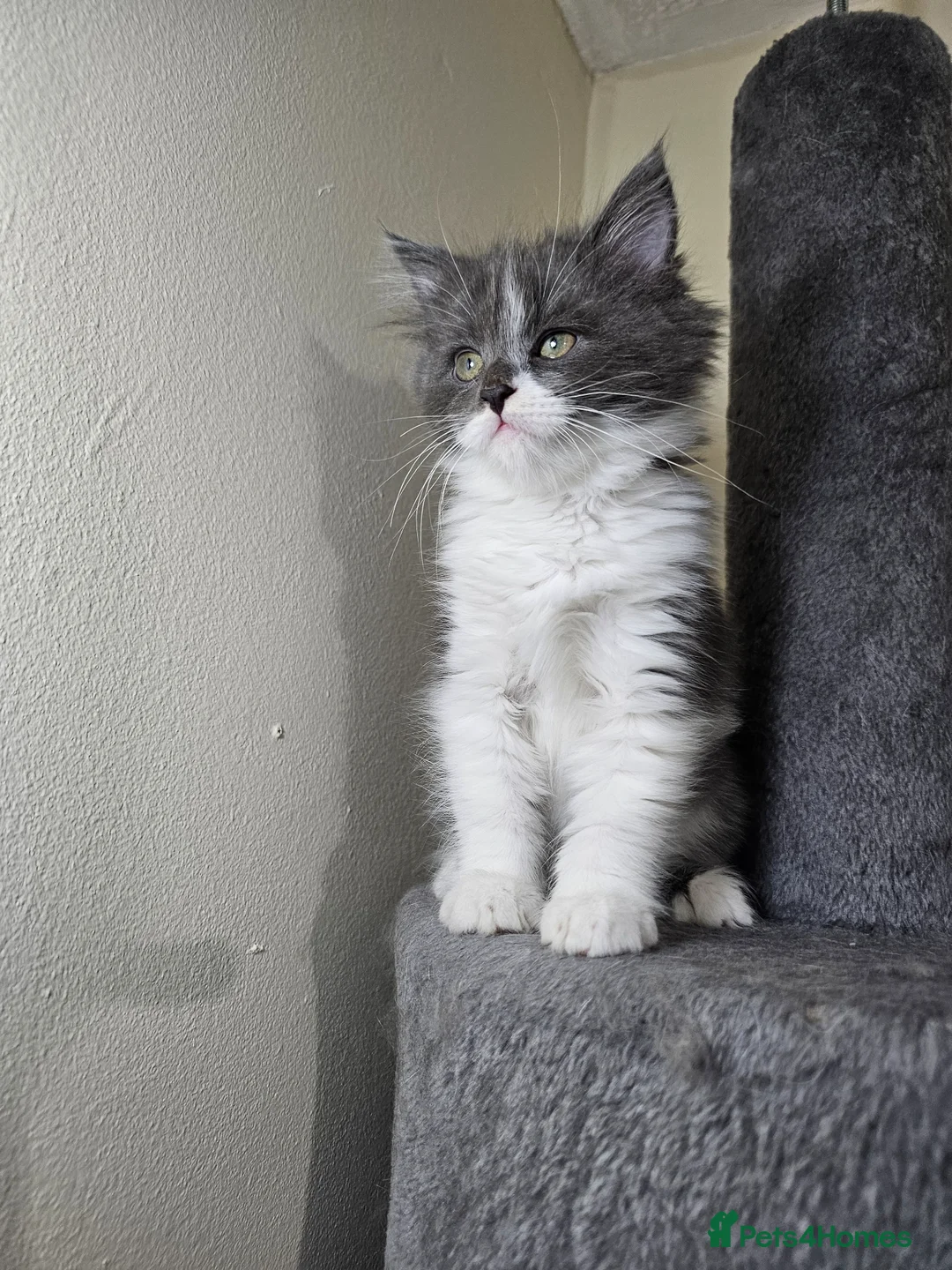 Maine Coon cats for sale: Maine Coon  - Advert 2