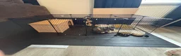 English Lop rabbits for sale: Male Bunny- aged 10 weeks & Full Setup  in Baldock - Advert 4