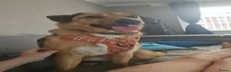 Mixed Breed dogs for adoption: Piglet is looking for a home! in Littleborough - Advert 4
