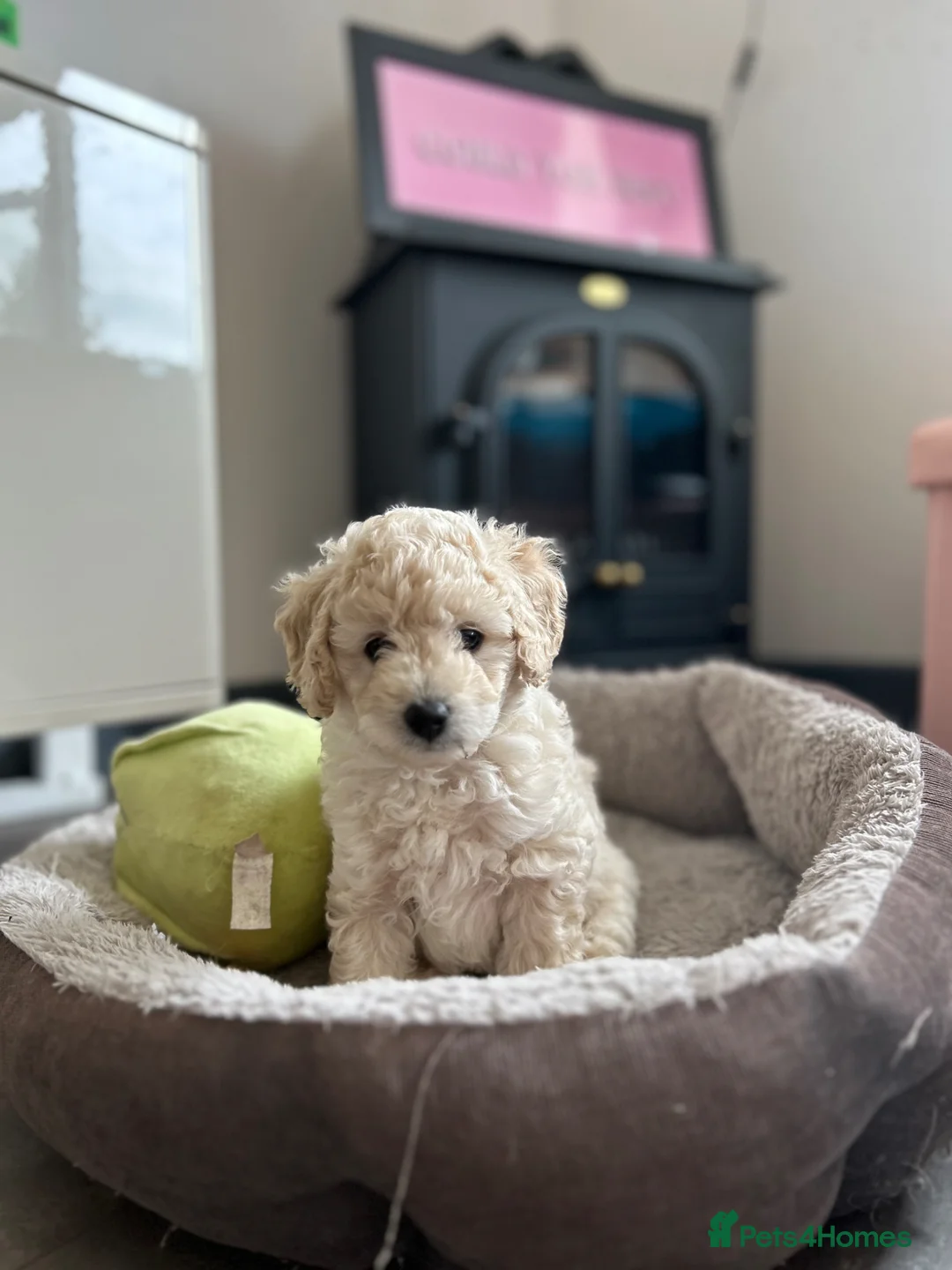 Cockapoo dogs for sale: Blonde beauties, ready to leave Sunday 💎🌸 - Advert 2