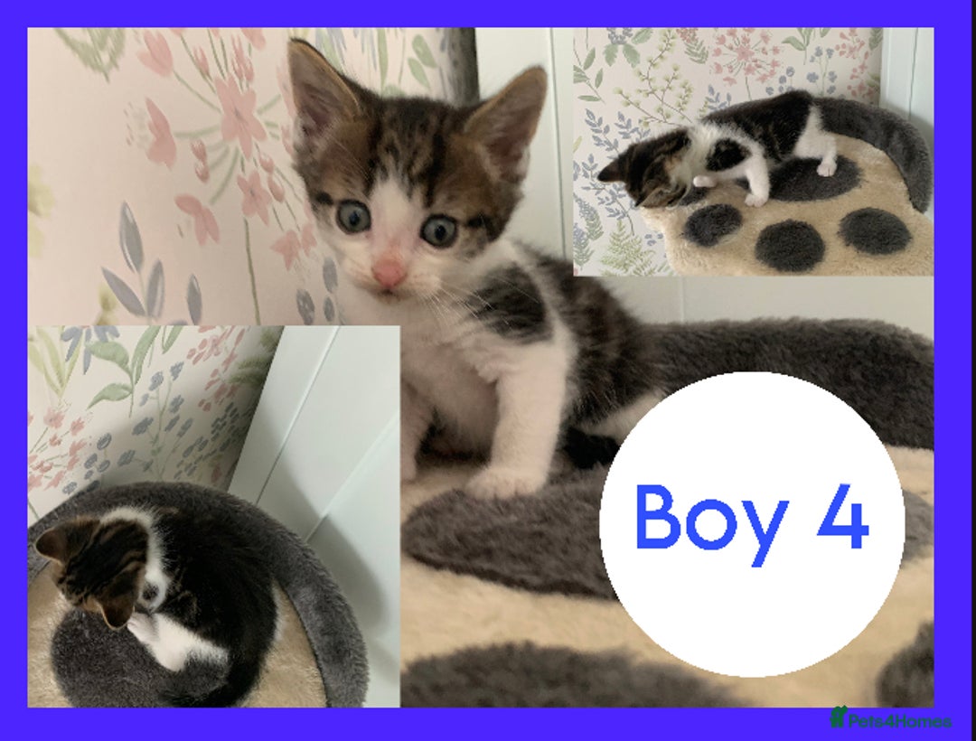 Mixed Breed cats for sale: Stunning kittens for sale  - Image 4