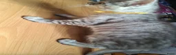 Maine Coon cats for sale: “Stunning” Maine Coon Kittens Ready to Leave Now - Advert 11