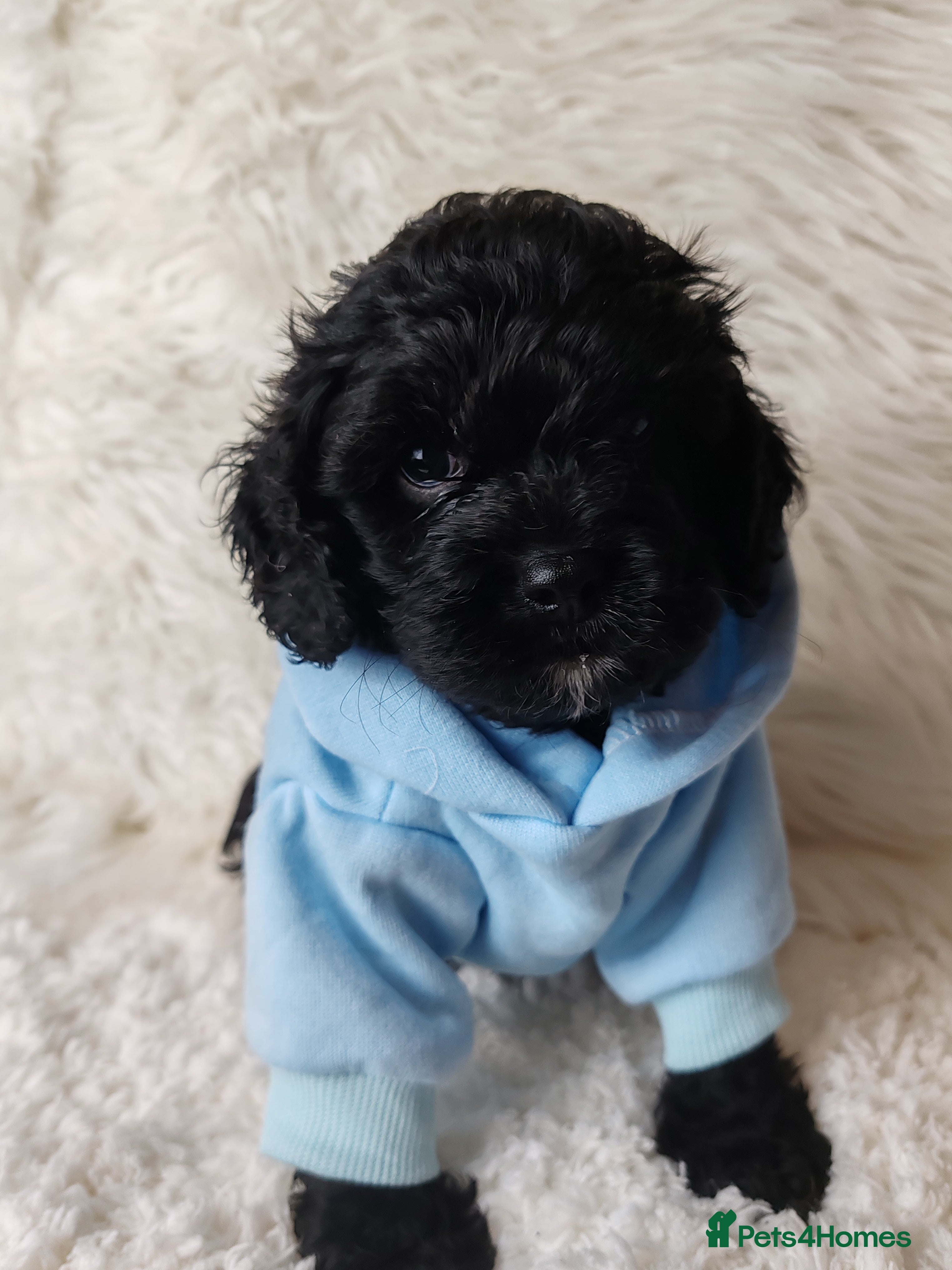 Cavapoo dogs F1 Cavapoo - Advert 5