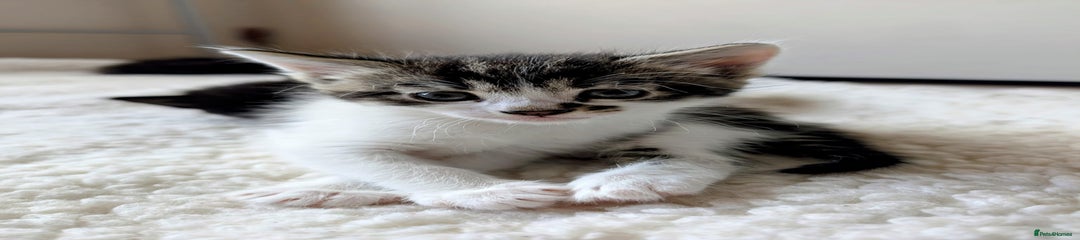 Mixed Breed Kitten 1