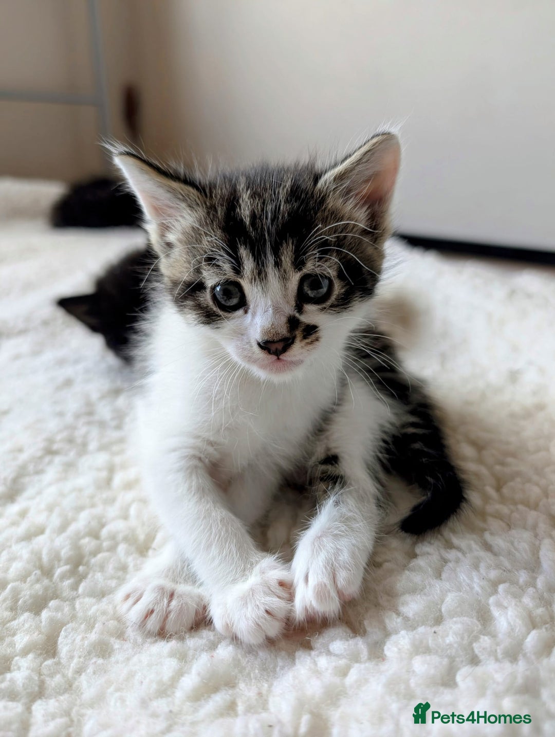 Mixed Breed cats for sale: adorable kittens for sale - Image 3