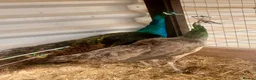 Peafowl poultry for sale: Peacock and peahens trio for sale - Advert 4