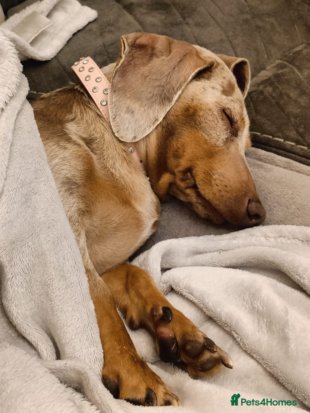 Dachshund dogs for sale: Standard Isabella dapple Lady - Advert 4