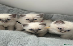 Ragdoll cats for sale: Ragdoll kittens - Image 1