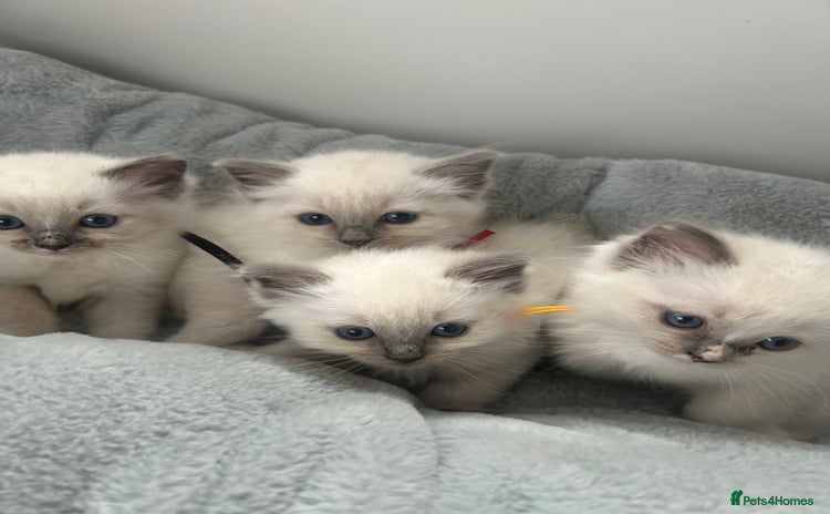 Ragdoll cats - Advert 3