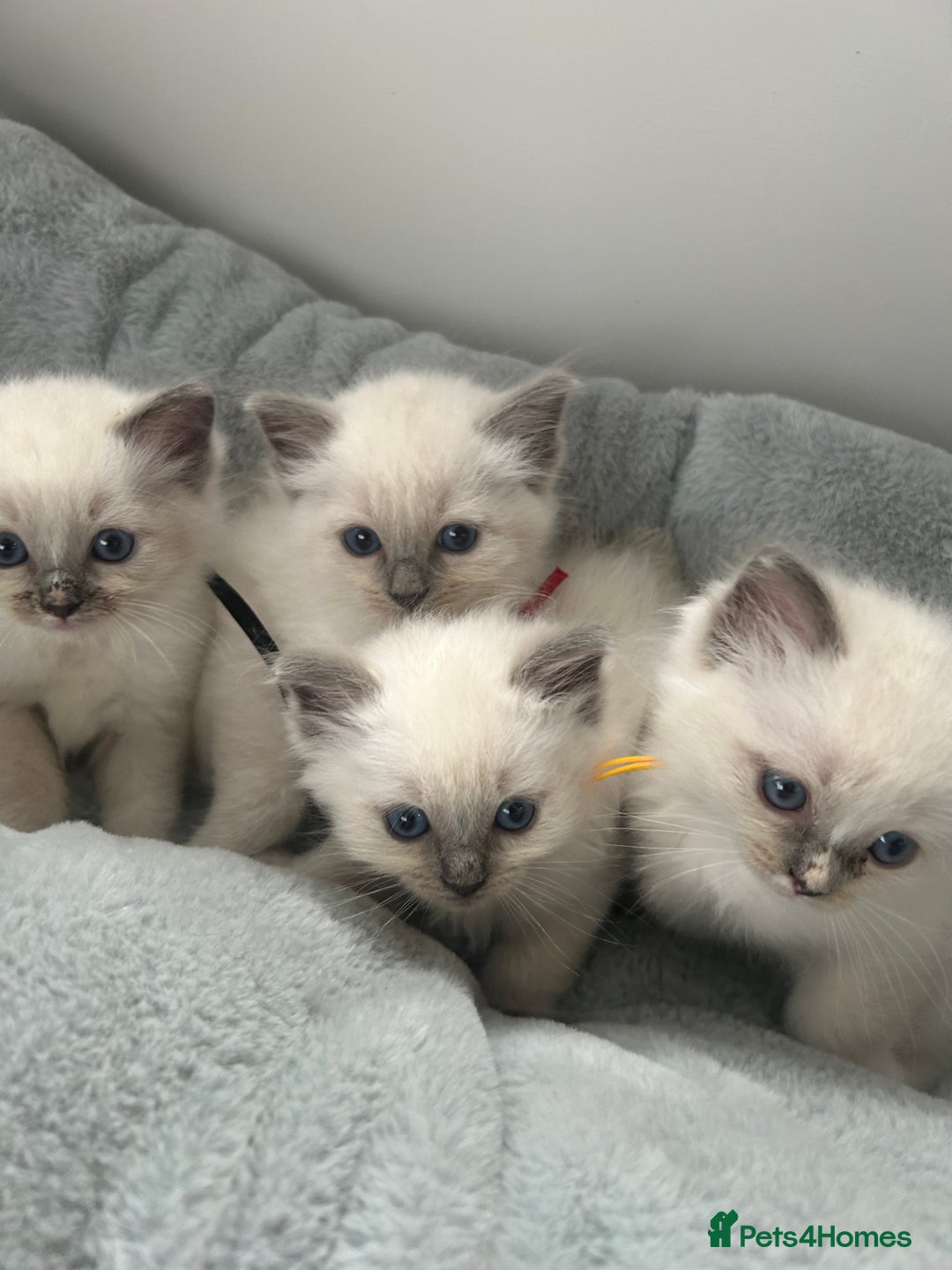 Ragdoll cats for sale: Ragdoll kittens - Image 1