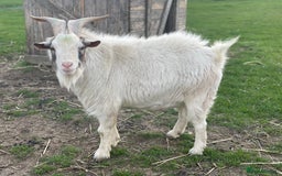 Goats livestock for sale: Small goat herd - Image 10