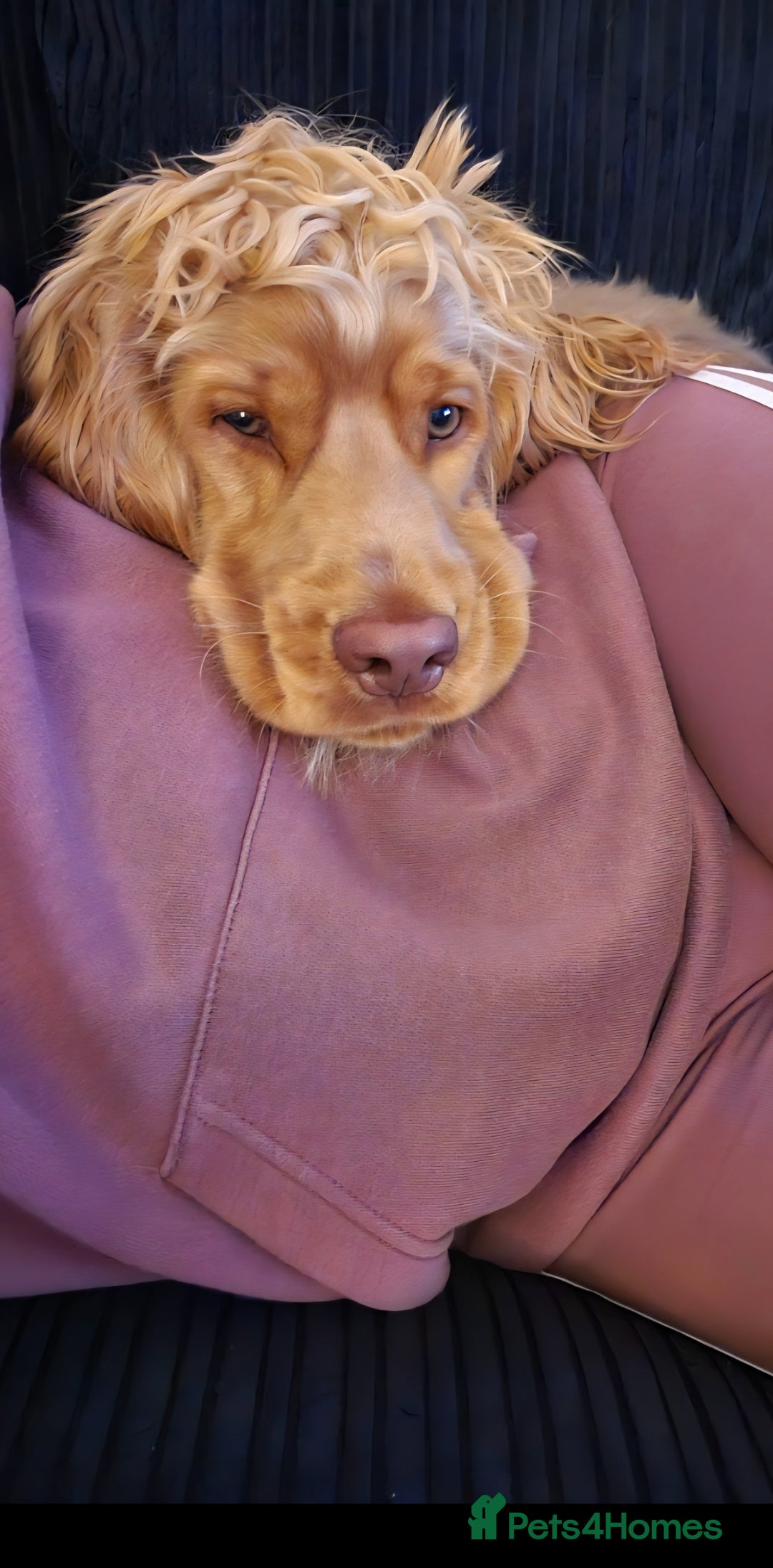 Cocker Spaniel dogs for sale: 8 month old show cocker - Image 4
