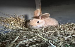 Continental Giant rabbits for sale: Ready now 1 doe bucks harlequin continentals  - Image 2