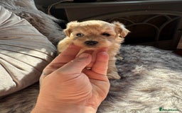 Maltipoo dogs for sale: TEDDY BEAR MALTIPOO PUPPIES  - Image 5