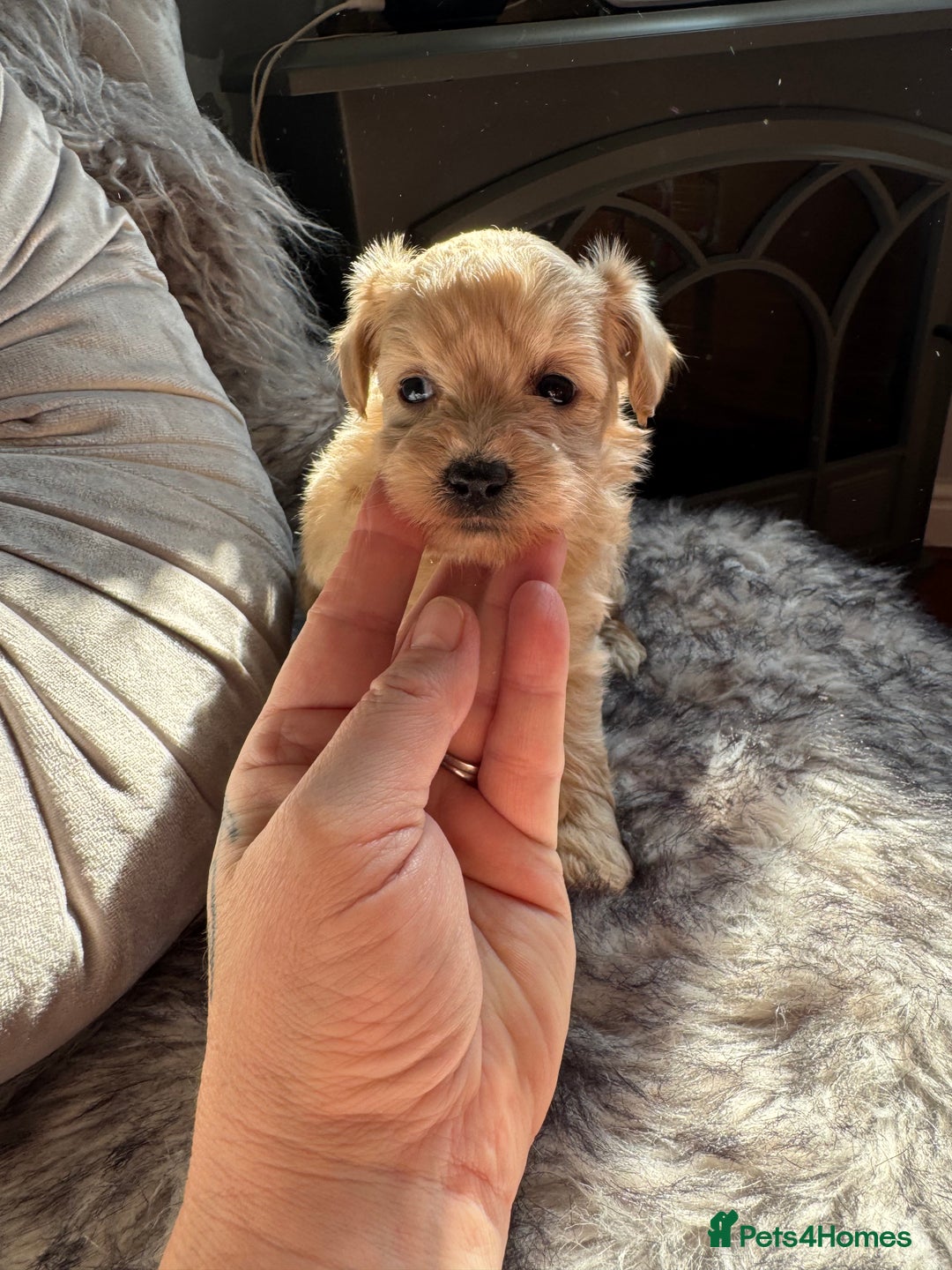 Maltipoo dogs for sale: TEDDY BEAR MALTIPOO PUPPIES  - Image 5