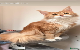 Maine Coon cats for sale: Maine Coon Kittens - Image 2