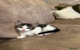 Mixed Breed cats for sale: Super cute and well behaved kittens - Image 13