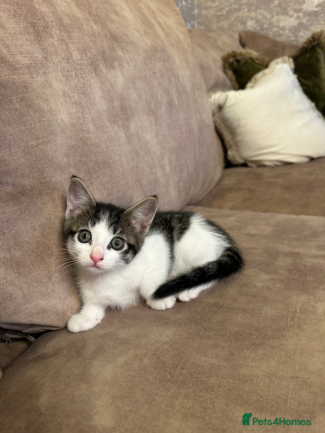 Mixed Breed cats for sale: Super cute and well behaved kittens - Image 13