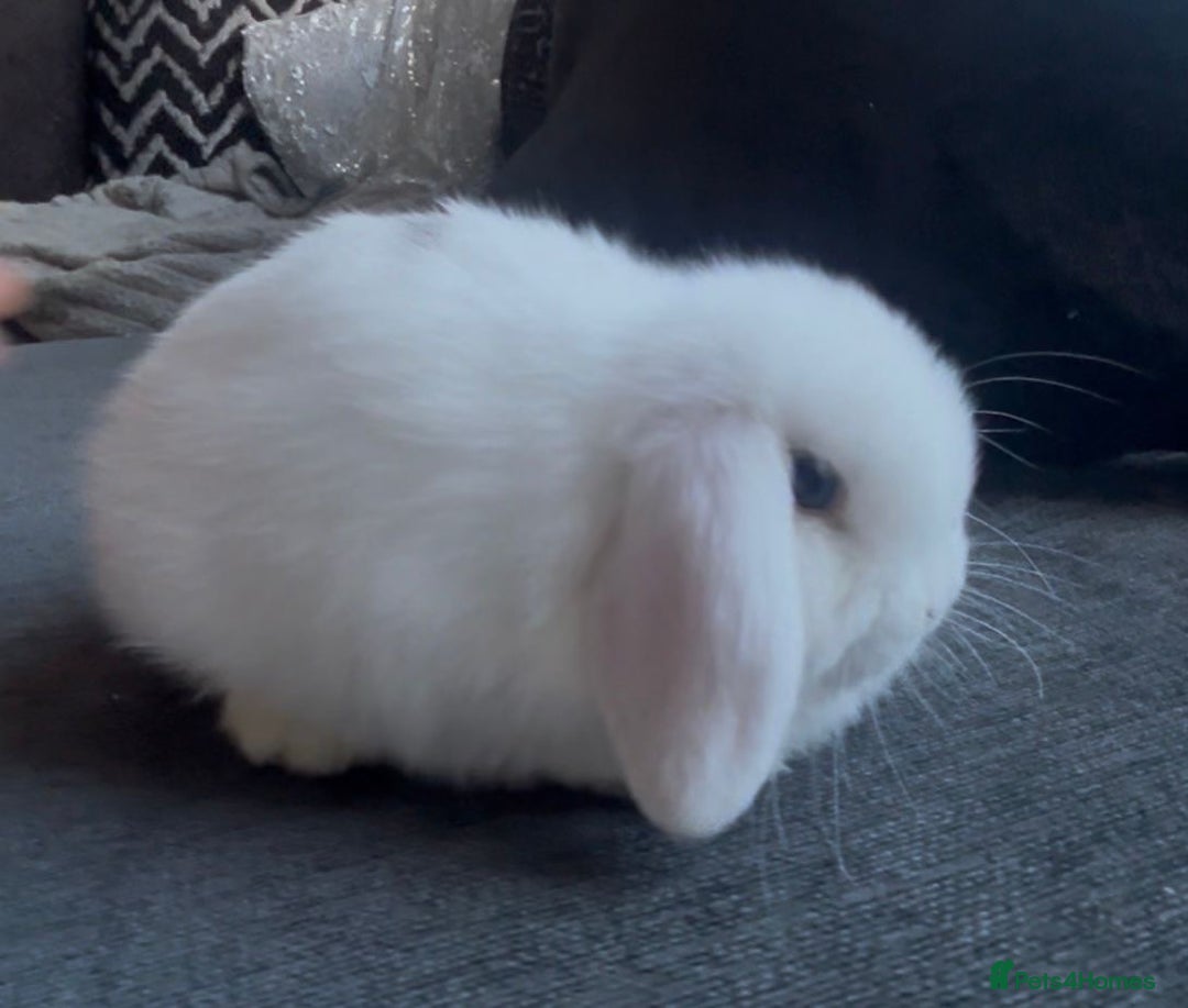 Mini Lop rabbits for sale: READY NOW Beautiful mini lop babies  - Advert 8
