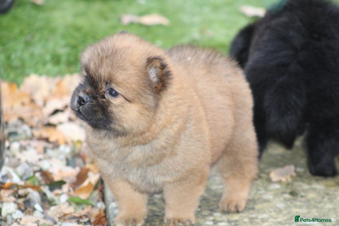 Chow Chow dogs for sale: 🐾Chow chow cross Japanese chin 🐾 - Advert 6