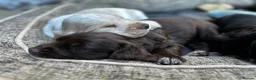 Cocker Spaniel dogs for sale: Stunning Working Cocker Spaniels  - Advert 17