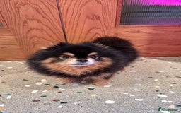 Pomeranian dogs for stud: Pomeranian for Stud - Advert 4