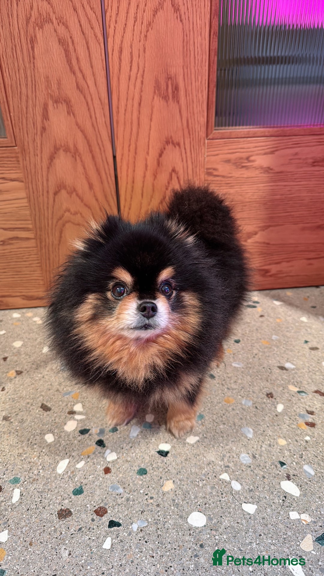 Pomeranian dogs for stud: Pomeranian for Stud - Advert 4