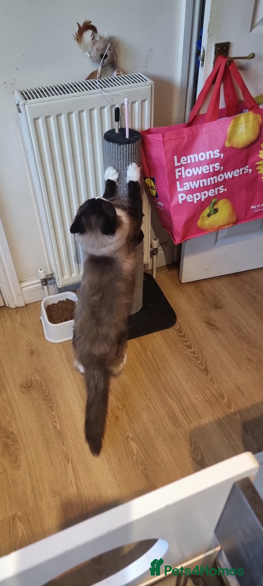 Ragdoll cats for stud: STUD ONLY - Advert 6