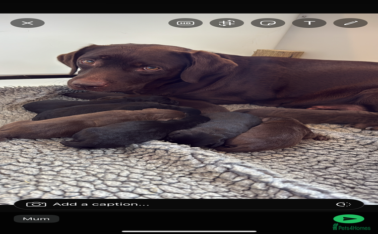 Labrador Retriever dogs - Advert 1