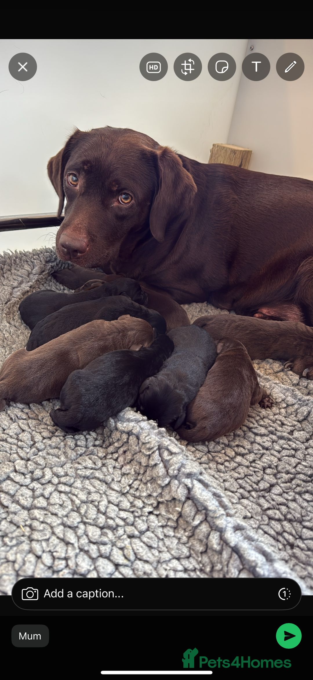 Labrador Retriever dogs for sale: Beautiful KC REG Fully health tested Labradors  - Image 1