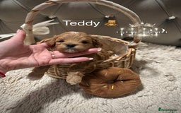 Maltipoo dogs for sale: 👑ULTRA RARE F1 TINY DNA ASIAN MALTIPOO PUPPIES👑 - Image 5