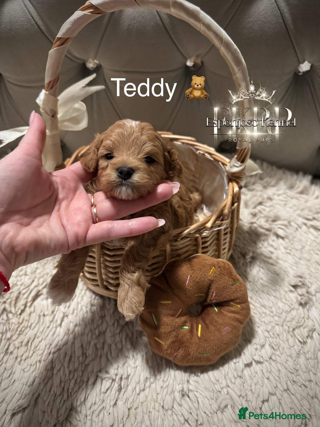 Maltipoo dogs for sale: 👑ULTRA RARE F1 TINY DNA ASIAN MALTIPOO PUPPIES👑 - Image 5