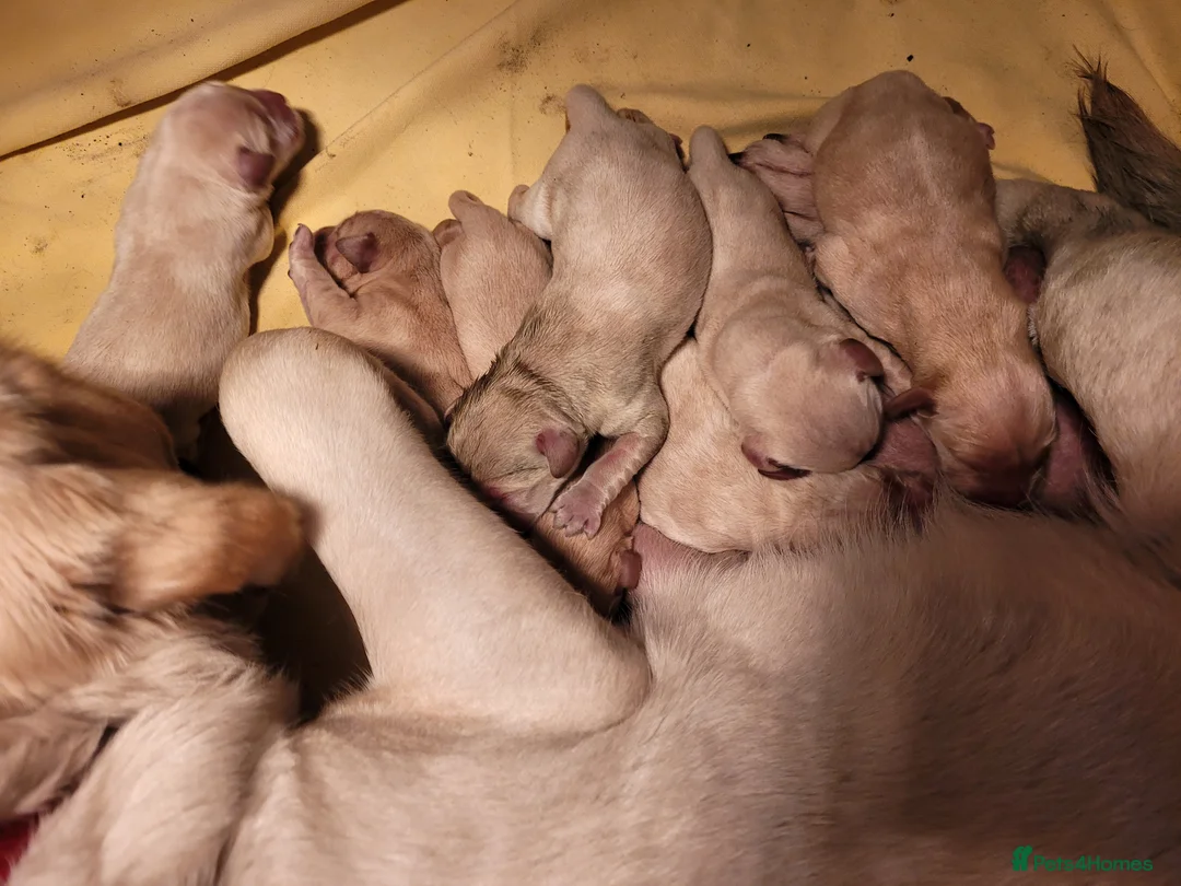 Labrador Retriever dogs for sale: Beautiful chunky lab pups  - Advert 5