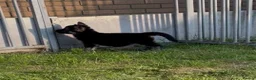 German Shepherd dogs for sale: Big beautiful German Shepherd Puppies  - Advert 6