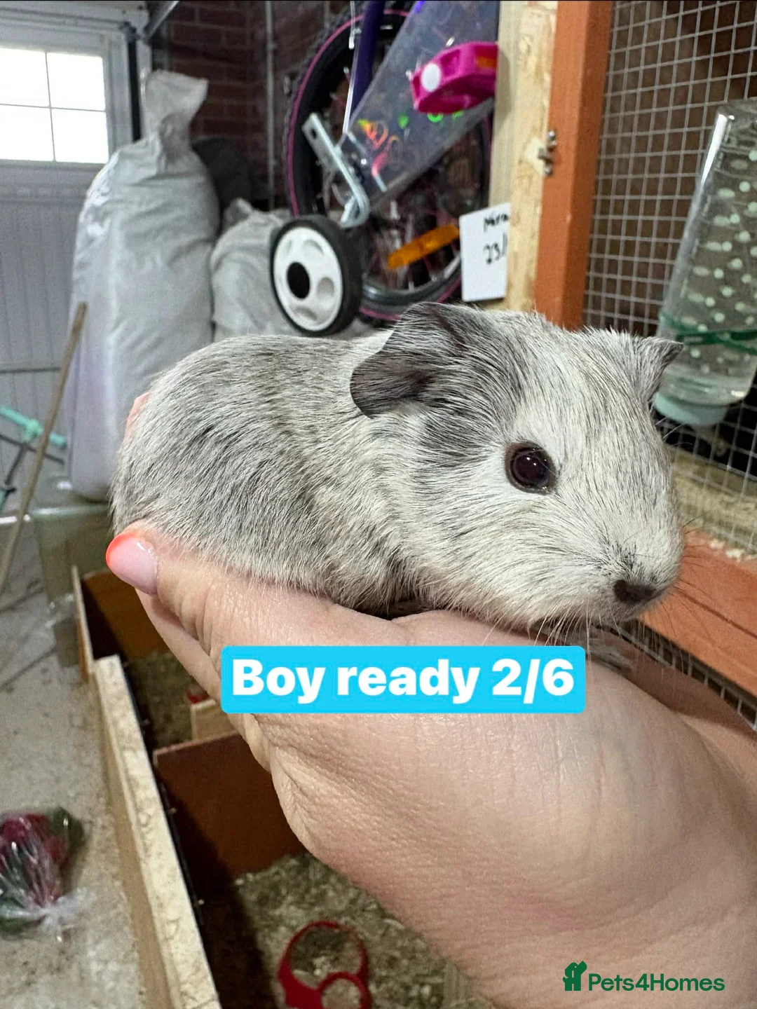 Guinea Pig rodents for sale: Guinea pigs available  - Advert 4
