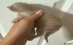 Ragdoll cats for sale: Ragdoll x British blue ONE MALE - Image 14