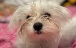 Bichon Frise dogs for stud: Bichon stud - Image 1