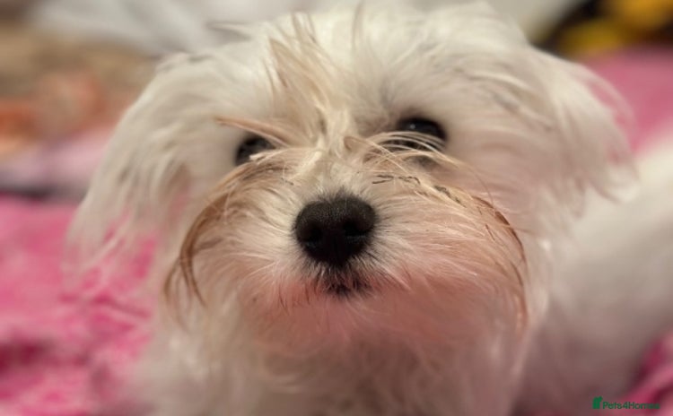 Bichon Frise dogs - Advert 1