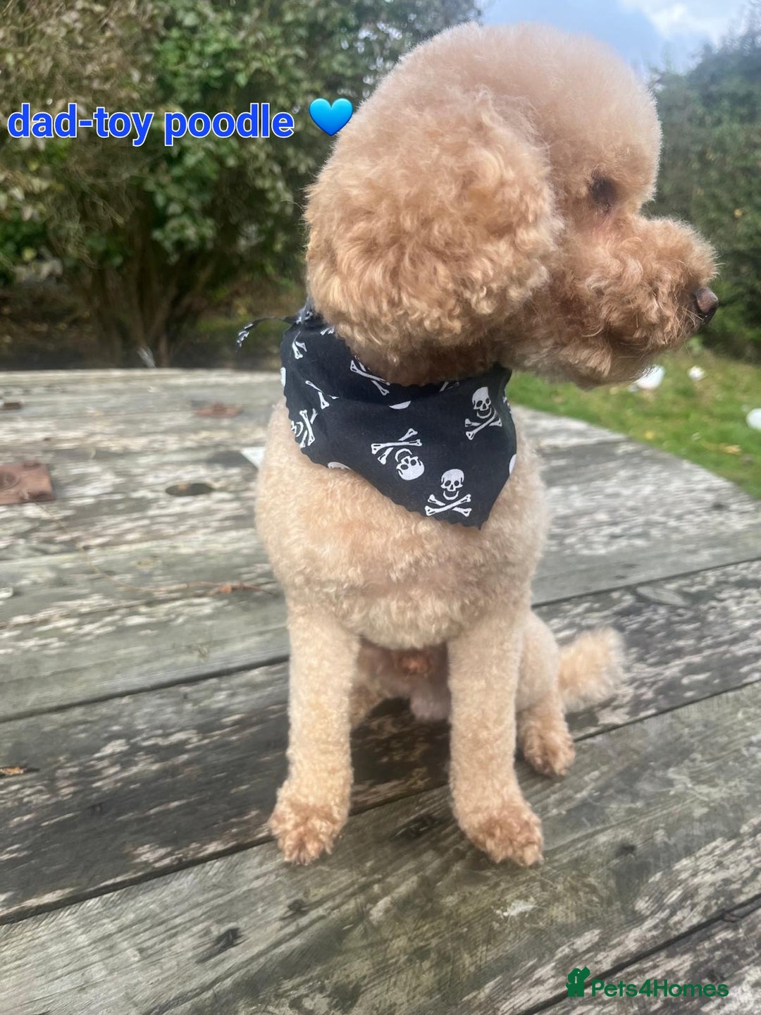 Cockapoo dogs for sale: *STUNNING F1 COCKAPOO PUPPIES* - Advert 27