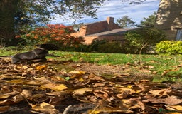 Labrador Retriever dogs for sale: 4x Black Dog Labrador Puppies - Image 10