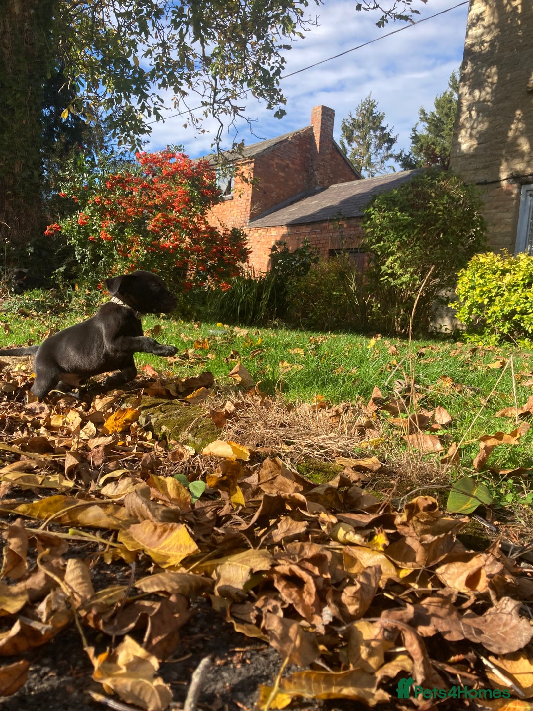Labrador Retriever dogs for sale: 4x Black Dog Labrador Puppies - Image 10