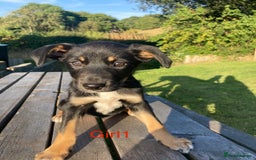 Mixed Breed dogs for sale: Collie x Huntaway - Image 4