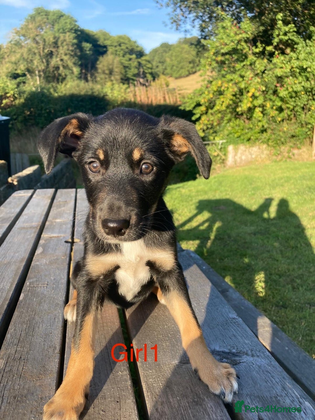 Mixed Breed dogs for sale: Collie x Huntaway - Image 4