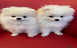 Pomeranian dogs for sale: 🐶 Adorable Pomeranian Puppies for Sale! 🐾 - Image 6